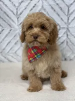 Honey , a female Cockapoo and Poodle - Miniature  for sale in Boonville, NC – Photo 3 of 4