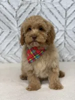 Honey , a female Cockapoo and Poodle - Miniature  for sale in Boonville, NC – Photo 4 of 4