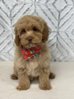 Honey , a female Cockapoo and Poodle - Miniature  for sale in Boonville, NC – Photo 2 of 4