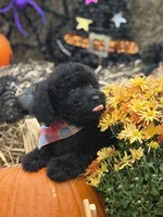 Oliver , a male Miniature Goldendoodle for sale in Boonville, NC – 3 of 10