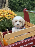 Griffin , a male Miniature Goldendoodle for sale in Boonville, NC – 3 of 8