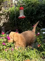 Nellie , a female Aussiedoodle for sale in Boonville, NC – 3 of 6