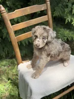 River , a male Aussiedoodle and Poodle - Standard  for sale in Boonville, NC – 4 of 6