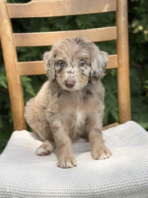 River  – Aussiedoodle, Poodle - Standard  puppy for sale in Boonville, NC