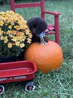 Sawyer , a male Miniature Goldendoodle for sale in Boonville, NC – 2 of 6