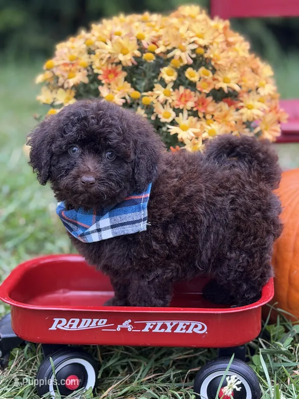 Sawyer  – Miniature Goldendoodle puppy for sale in Boonville, NC