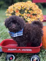 Sawyer , a male Miniature Goldendoodle for sale in Boonville, NC – 3 of 6