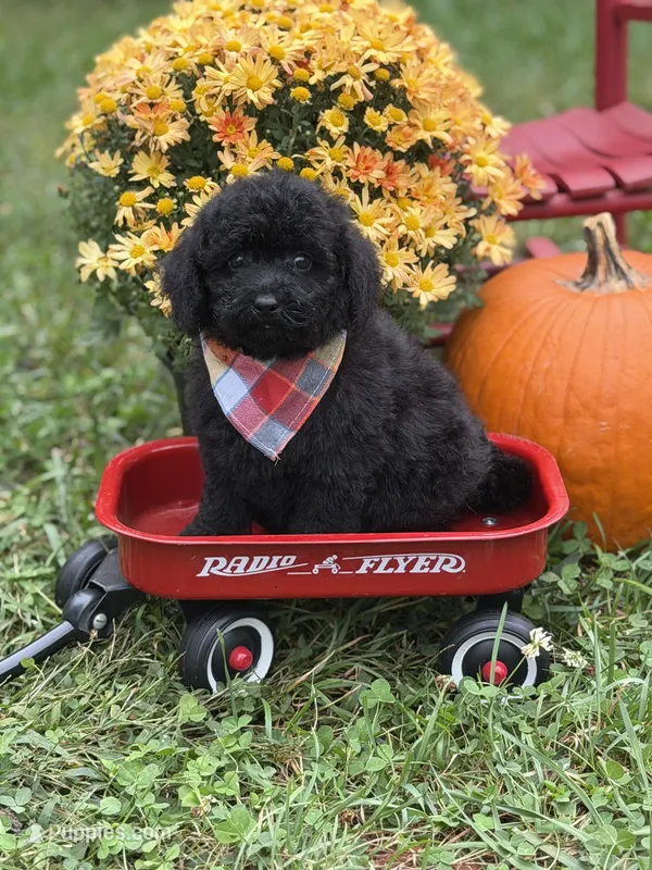Oliver  – Miniature Goldendoodle puppy for sale in Boonville, NC