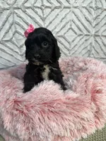 Alice , a female Cockapoo and Miniature Goldendoodle for sale in Boonville, NC – Photo 3 of 5