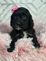 Alice , a female Cockapoo and Miniature Goldendoodle for sale in Boonville, NC – Photo 2 of 5