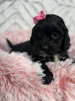 Alice , a female Cockapoo and Miniature Goldendoodle for sale in Boonville, NC – Photo 1 of 5
