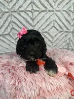 Alice , a female Cockapoo and Miniature Goldendoodle for sale in Boonville, NC – Photo 5 of 5