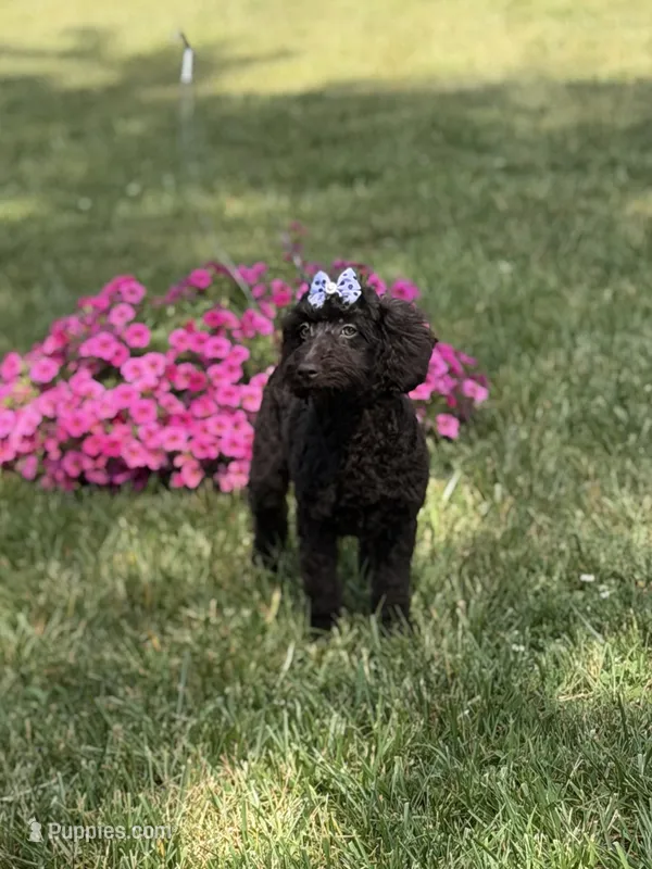 Delilah  – Poodle - Miniature , Miniature Goldendoodle puppy for sale in Boonville, NC