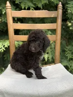 Murphy , a male Aussiedoodle and Poodle - Standard  for sale in Boonville, NC – 3 of 3