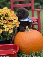 Sawyer , a male Miniature Goldendoodle for sale in Boonville, NC – 5 of 6