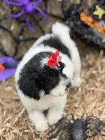 Maddie , a female Miniature Goldendoodle for sale in Boonville, NC – 8 of 10