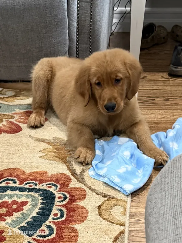 Milo – Golden Retriever puppy for sale in Boonville, NC