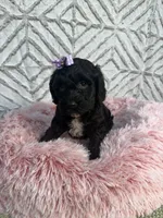 Ellie, a female Cockapoo and Miniature Goldendoodle for sale in Boonville, NC – Photo 5 of 5
