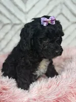 Ellie, a female Cockapoo and Miniature Goldendoodle for sale in Boonville, NC – Photo 3 of 5