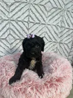 Ellie, a female Cockapoo and Miniature Goldendoodle for sale in Boonville, NC – Photo 4 of 5