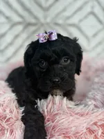 Ellie, a female Cockapoo and Miniature Goldendoodle for sale in Boonville, NC – Photo 1 of 5