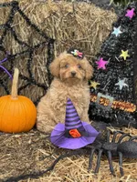 Anna, a female Miniature Goldendoodle for sale in Boonville, NC – 3 of 5