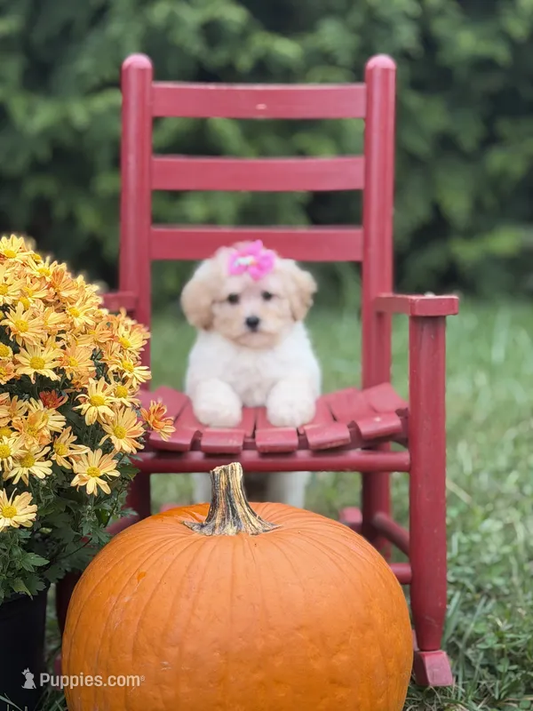 Lainey  – Miniature Goldendoodle puppy for sale in Boonville, NC