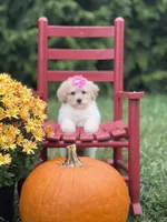 Lainey , a female Miniature Goldendoodle for sale in Boonville, NC – 3 of 6