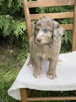 Hershey, a male Aussiedoodle and Poodle - Standard  for sale in Boonville, NC – 6 of 6