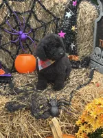 Oliver , a male Miniature Goldendoodle for sale in Boonville, NC – 9 of 10