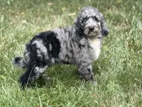 Phoenix, a male Aussiedoodle and Poodle - Standard  for sale in Boonville, NC – 5 of 5
