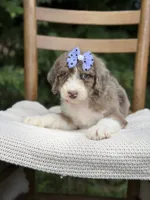 Honey , a female Aussiedoodle and Poodle - Standard  for sale in Boonville, NC – 2 of 4