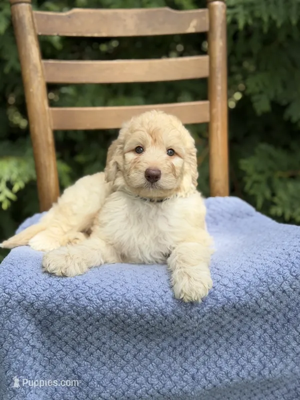 Tucker  – Aussiedoodle, Poodle - Standard  puppy for sale in Boonville, NC