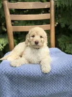Tucker , a male Aussiedoodle and Poodle - Standard  for sale in Boonville, NC – 1 of 4
