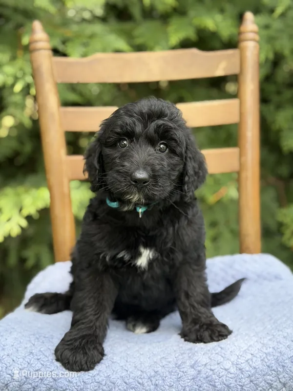 Jett – Aussiedoodle, Poodle - Standard  puppy for sale in Boonville, NC