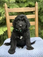 Jett, a male Aussiedoodle and Poodle - Standard  for sale in Boonville, NC – 1 of 3