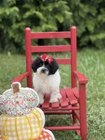 Maddie , a female Miniature Goldendoodle for sale in Boonville, NC – 6 of 10