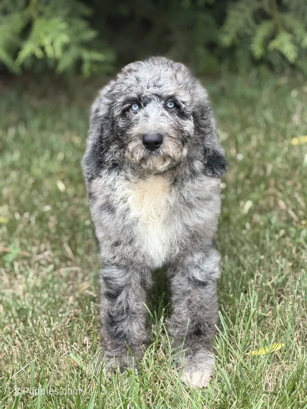Phoenix – Aussiedoodle, Poodle - Standard  puppy for sale in Boonville, NC