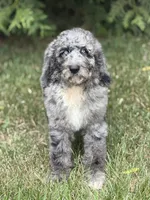 Phoenix, a male Aussiedoodle and Poodle - Standard  for sale in Boonville, NC – 1 of 5