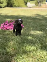 Delilah , a female Poodle - Miniature  and Miniature Goldendoodle for sale in Boonville, NC – 5 of 8