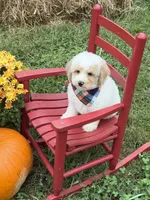 Griffin , a male Miniature Goldendoodle for sale in Boonville, NC – 4 of 8