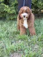 Murphy , a male Cockapoo and Miniature Goldendoodle for sale in Boonville, NC – Photo 3 of 3