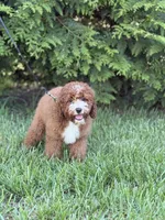 Murphy , a male Cockapoo and Miniature Goldendoodle for sale in Boonville, NC – Photo 2 of 3