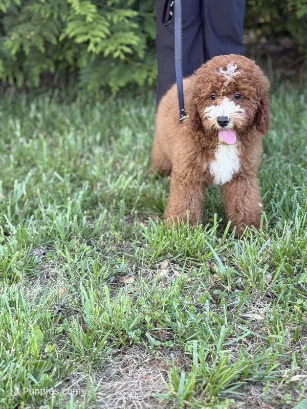 Murphy , a male Cockapoo and Miniature Goldendoodle for sale in Boonville, NC – Photo 1 of 3