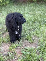 Bentley , a male Cockapoo and Miniature Goldendoodle for sale in Boonville, NC – Photo 3 of 3
