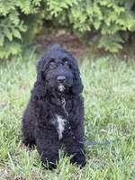 Bentley , a male Cockapoo and Miniature Goldendoodle for sale in Boonville, NC – Photo 1 of 3