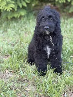 Bentley , a male Cockapoo and Miniature Goldendoodle for sale in Boonville, NC – Photo 2 of 3