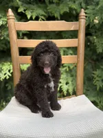 Murphy , a male Aussiedoodle and Poodle - Standard  for sale in Boonville, NC – 1 of 3