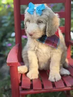 Darcy, a female Aussiedoodle for sale in Boonville, NC – 3 of 4