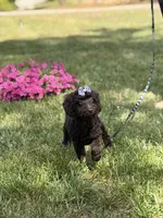 Delilah , a female Poodle - Miniature  and Miniature Goldendoodle for sale in Boonville, NC – 3 of 8